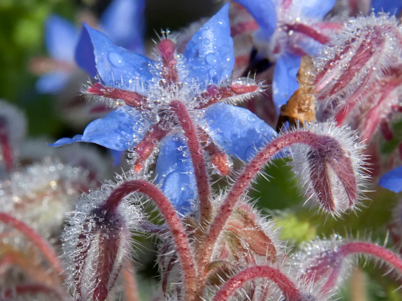 Elevate your landscapes with a Black-Eyed Susan Vine, adding a striking splash of color.
