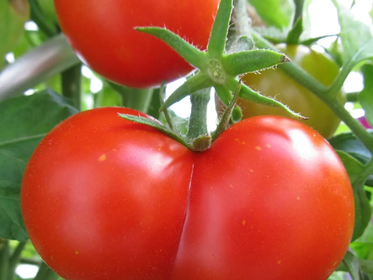 Optimal Blend of Soil for Plentiful and Flavorful Tomato Yields in Minimal Time