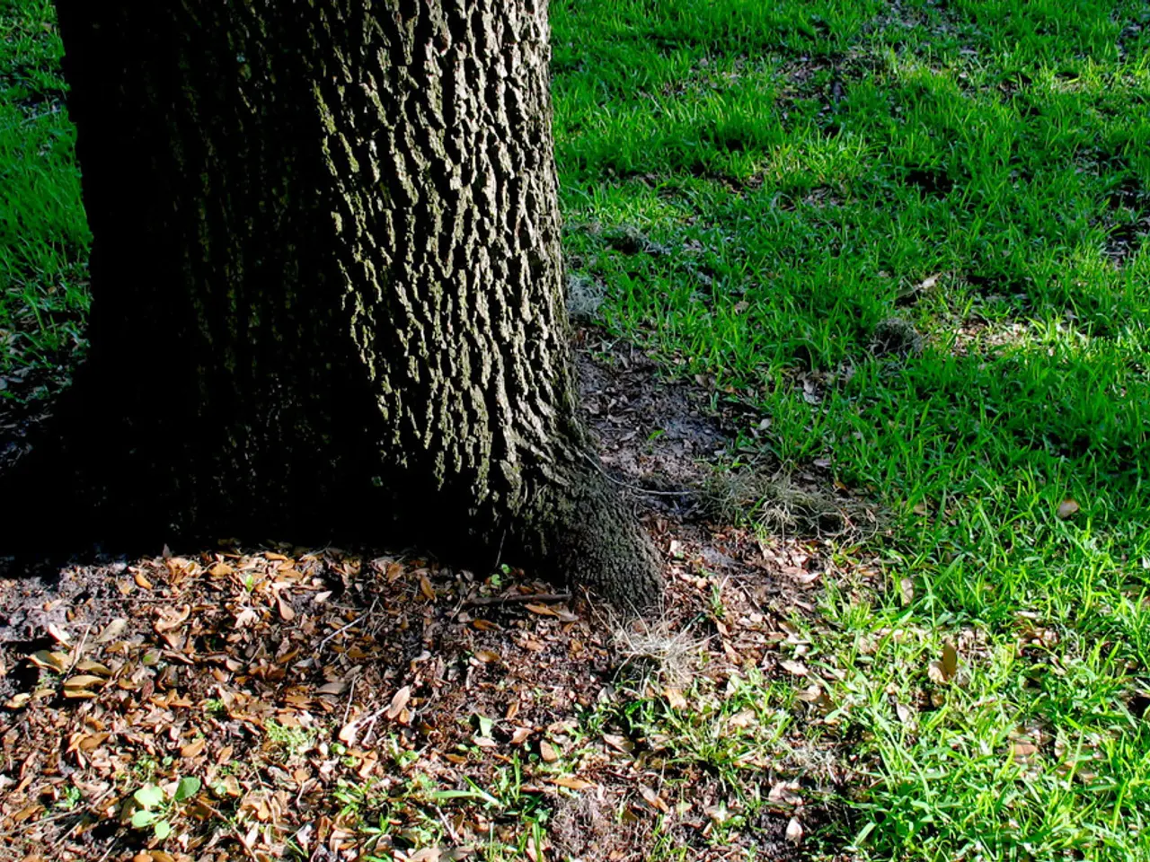 Forcing Chicory: Techniques for Coaxing the Plant to Grow and Thrive
