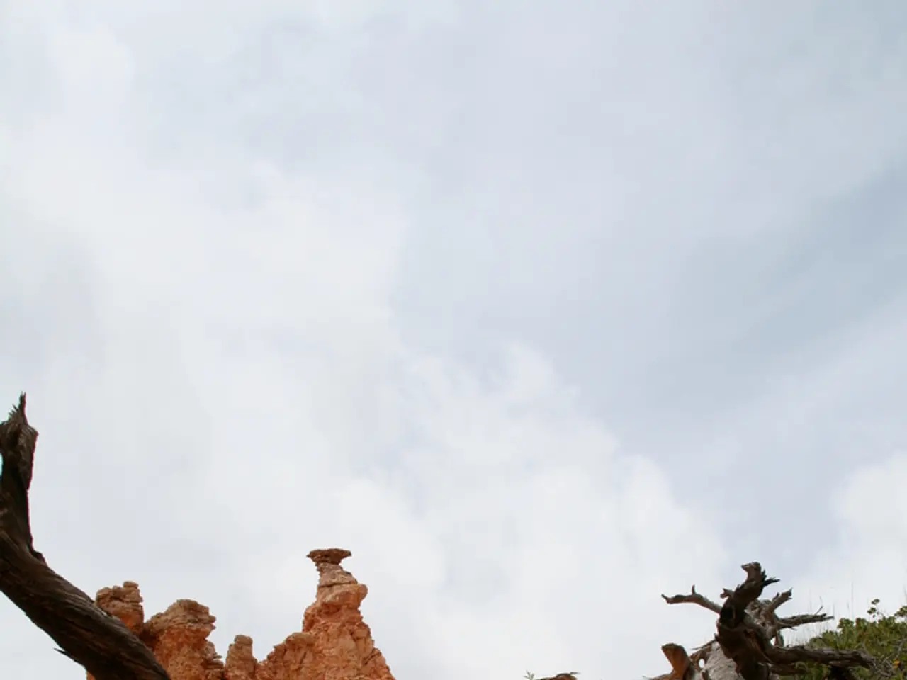 High-Altitude Bonsai Care: Selecting and Safeguarding Trees at Elevation