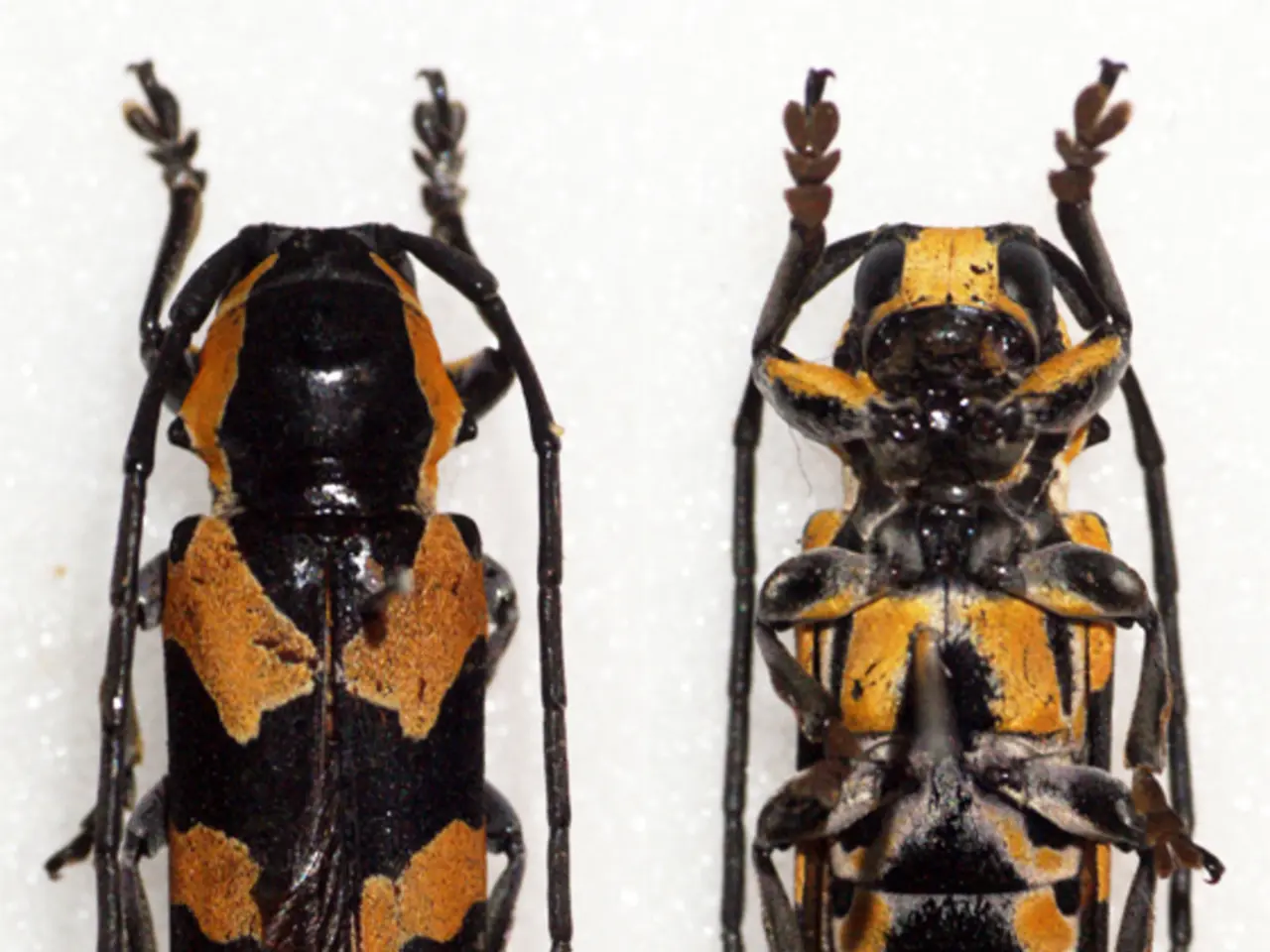 Effective Methods for Pest Exclusion Within Your Home