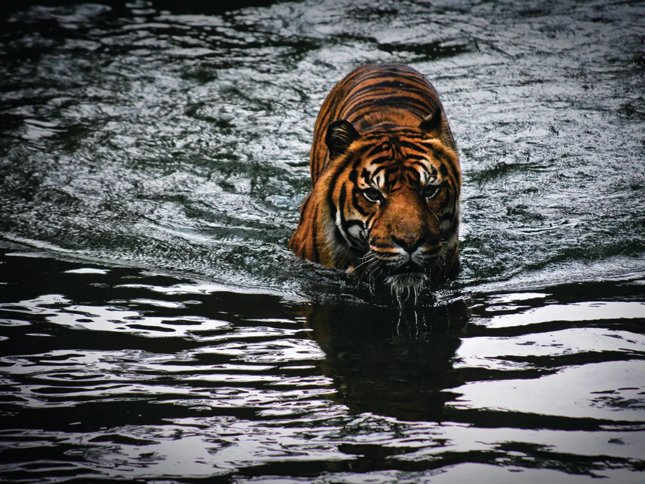 Extended operation duration from the 2nd to the 10th of August, 2025, at the Magdeburg Zoo