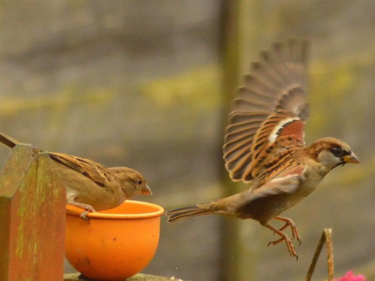 Positioning a Bird Bath in Your Yard for Peak Bird Attraction