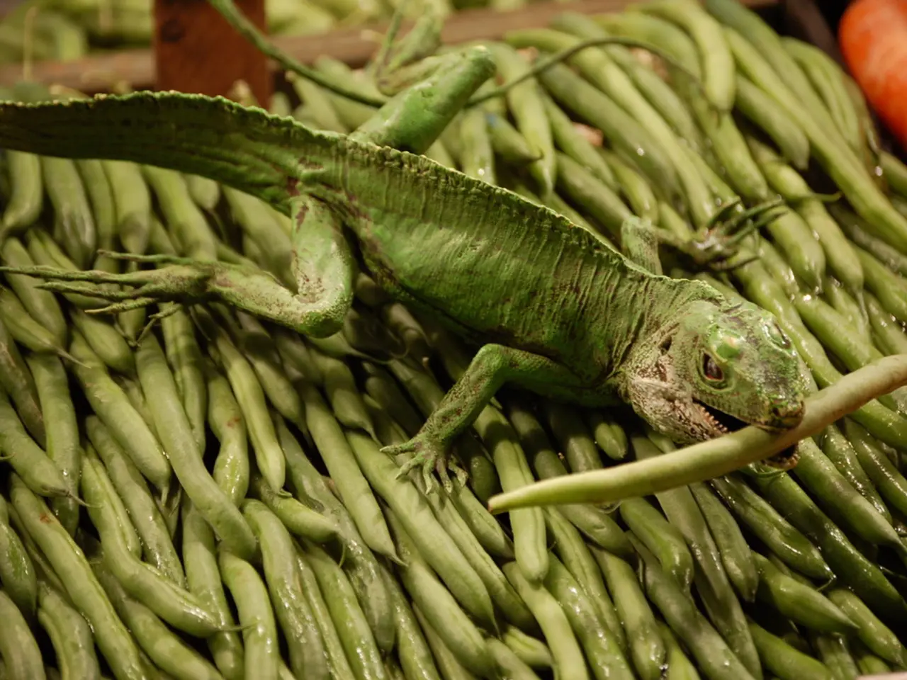 Labord's Chameleon: A Short-Lived, Color-Shifting Reptile Species