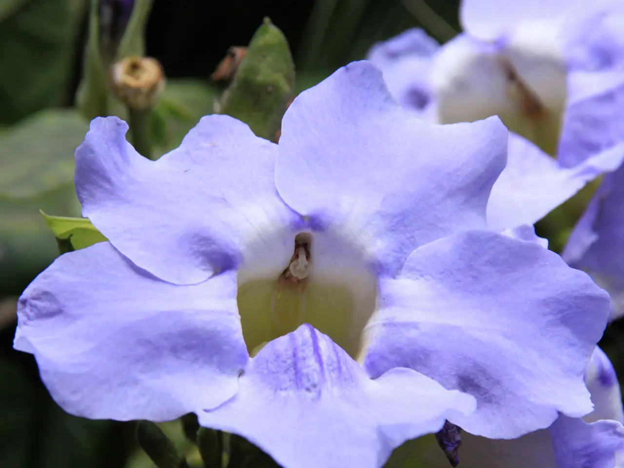 Summer-Blooming, Low-Maintenance Perennials for Easy Garden Beautification (5 Suggestions Included)