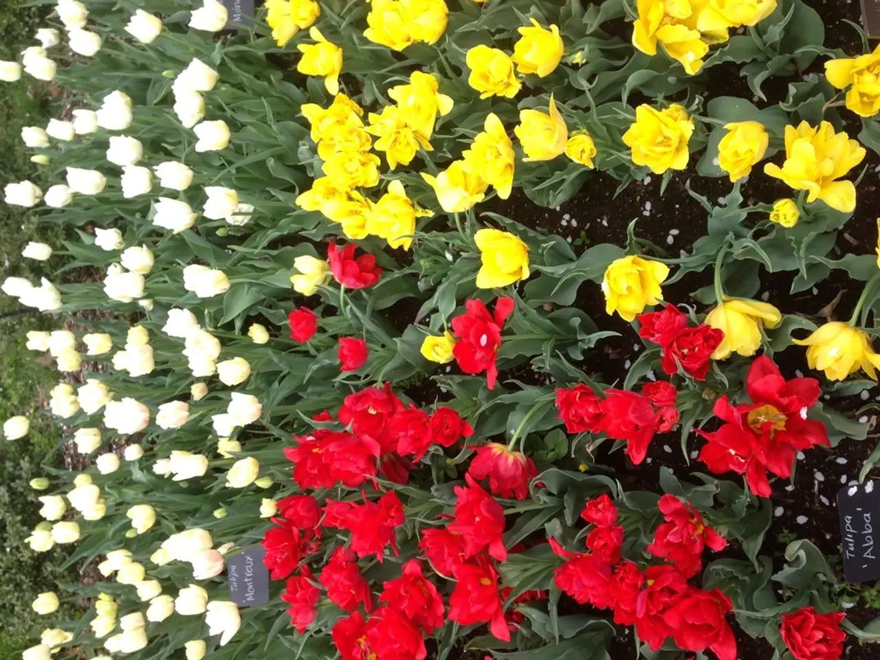 Springtime Blossom Combinations: A Palette of Colors