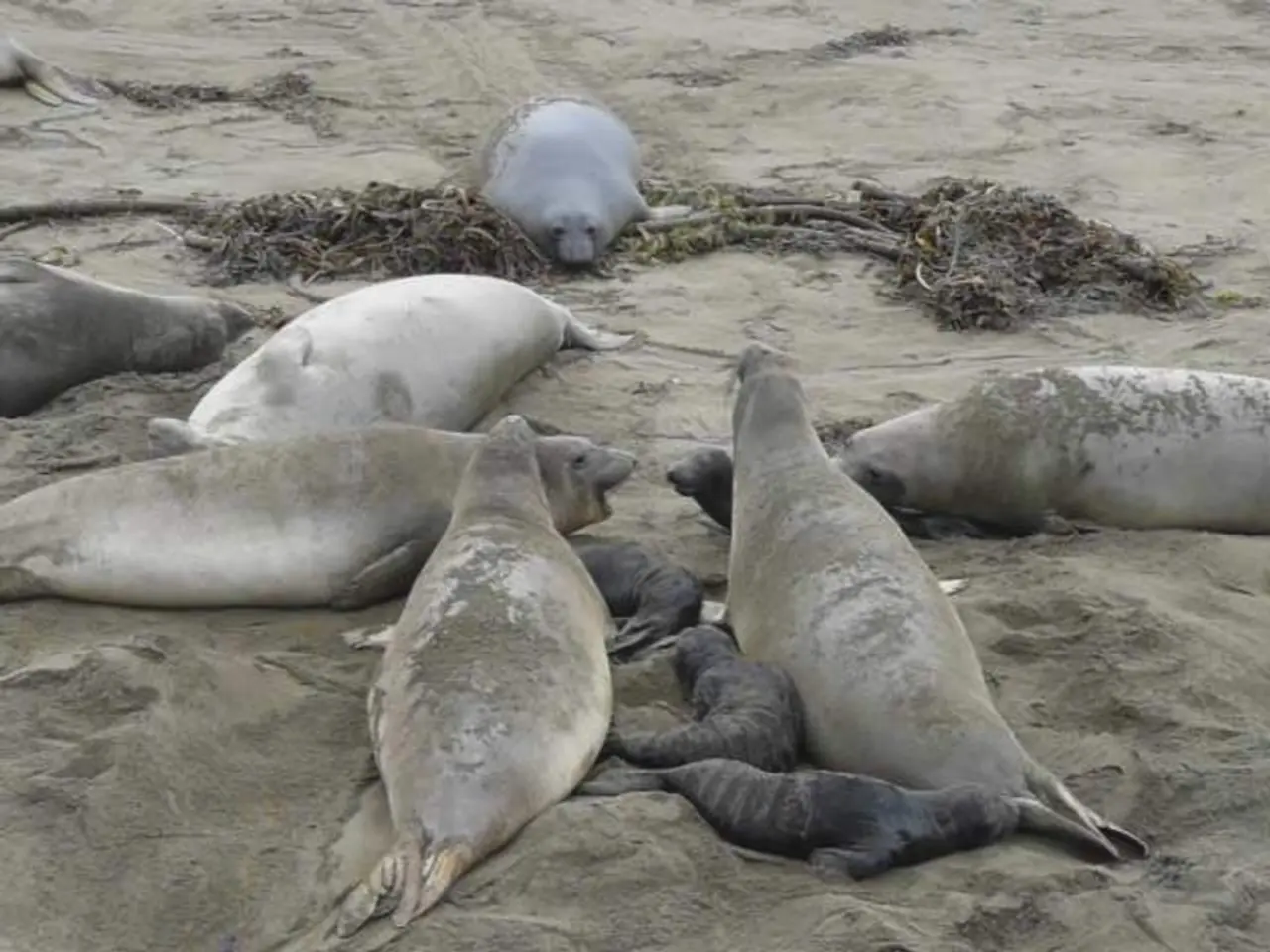 Released into the ocean: The initial spayed seals return to their aquatic habitat