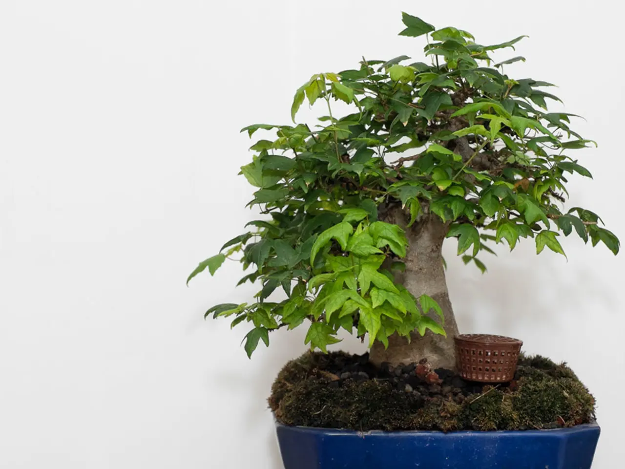 Grafting Approaches for Bonsai: Joining Different Varieties and Developing Distinct Traits