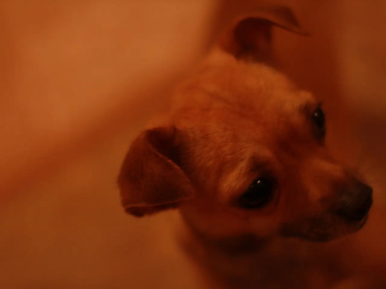 Animal Shelter Narrative: Juanita's Journey - Showcasing a Mother's Resilience and Affection