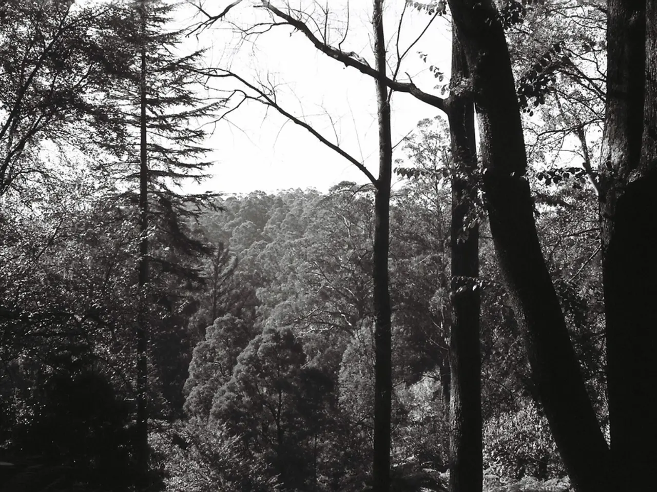 Harmful Trees That Pose a Threat to Your Garden