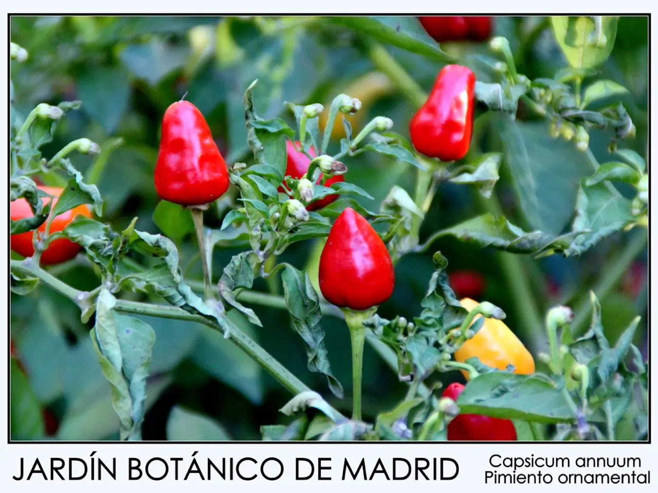 Garden maladies and unwanted intruders affecting common vegetables