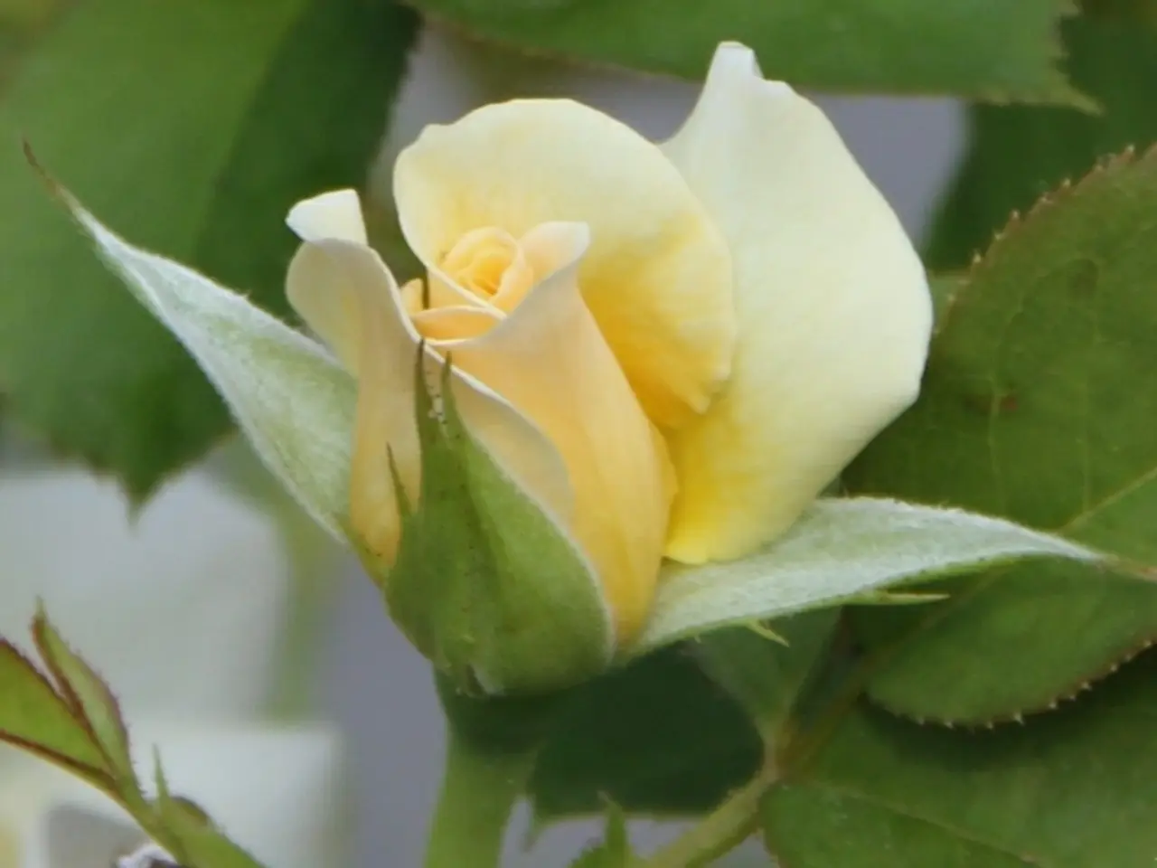 Rose discoloration: Understanding the cause and solutions for yellow rose leaves