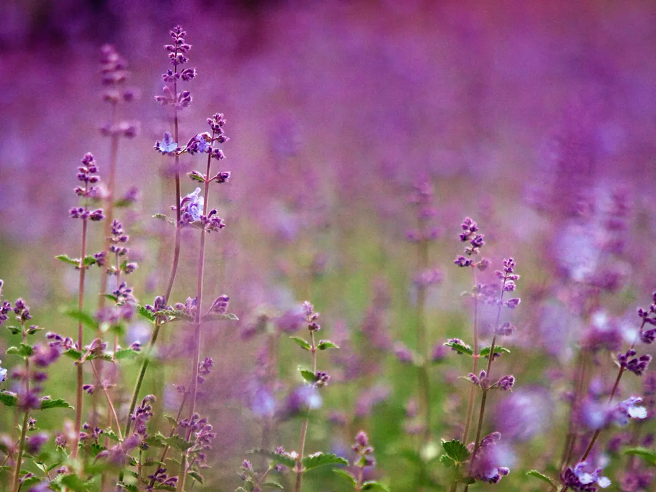 Guide for Gathering and Preserving Lavender Seeds for Spring Planting