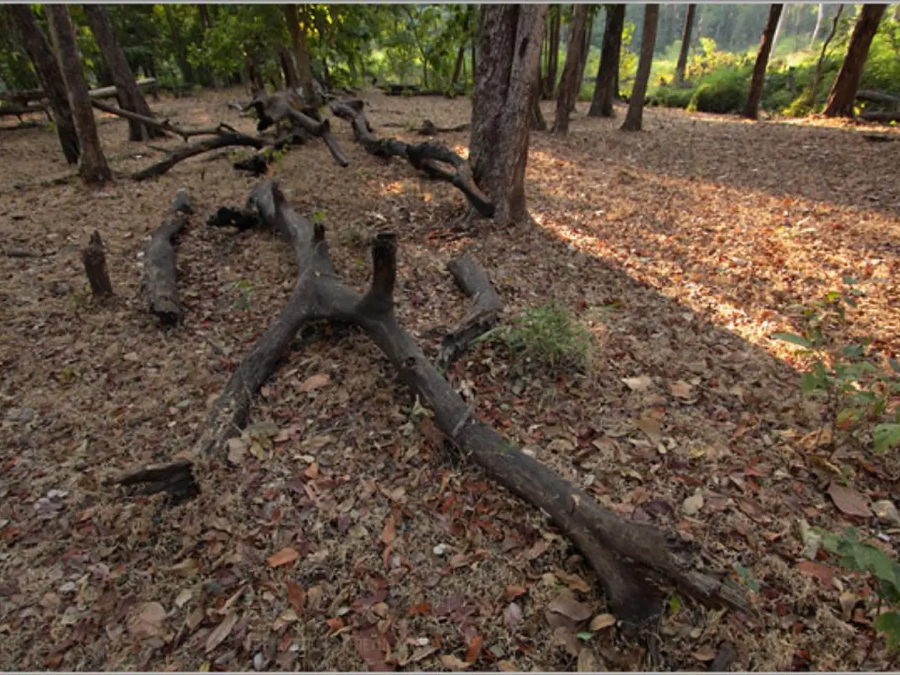 Norfolk Island Pine Maintenance Guide for Your Indoor Holiday Decoration