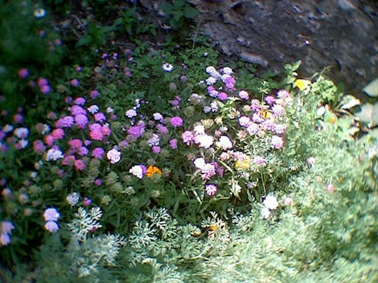 Invasive Plants Pose Problems in Rhode Island, Suggested Alternatives with Native Species