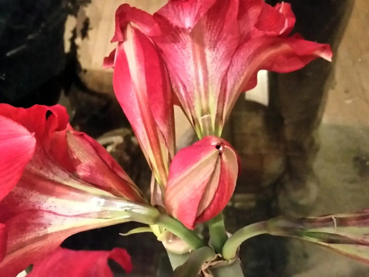 Nurturing Your Amaryllis Post-Bloom: 5 Essential Steps for Your Vibrant Holiday Blossom