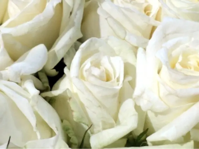 Yearn for a vase brimming with home-grown roses? Glean the top rose variants for cutting, decoded...