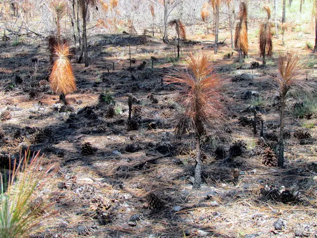 Ideal Sowing Timing for Radishes in Utah: Discovering the Best Moment for a Productive Harvest