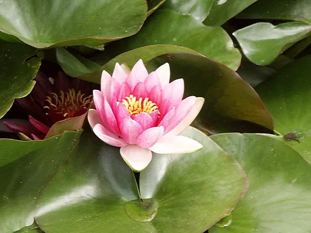 5 proven methods for cultivating larger, more vibrant Annabelle hydrangea blossoms, as suggested by...