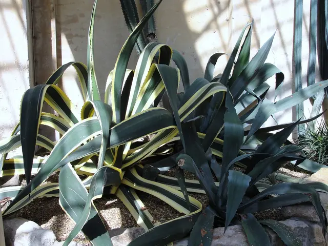 Instructions for Propagating a Pineapple Top from Supermarket Purchases: A Guide to Cultivating a...