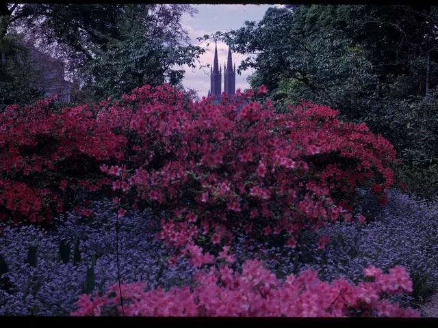 Indoor-Friendly Tall Trees: Employing Tall Houseplants as Central Focal Points