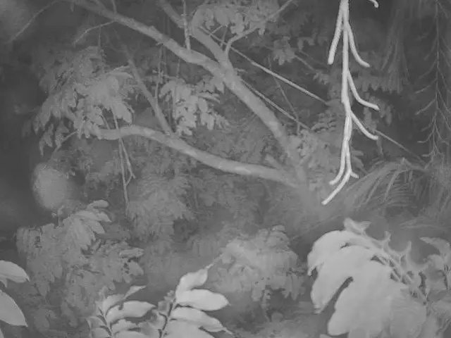 Uncovering Expert Methods for Encouraging Tree Branch Regrowth: Elite Techniques Revealed