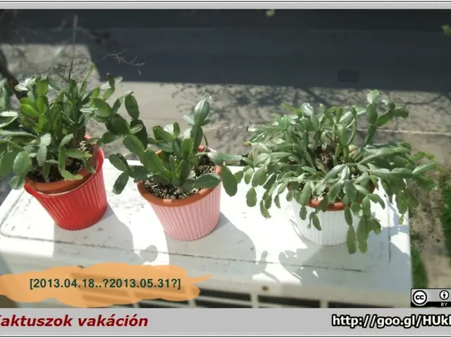 Three smart inventions ensuring optimal watering for your indoor plants, eliminating concerns of...