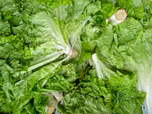Guidelines for Gathering Various Lettuce Harvests