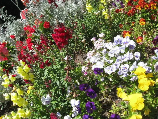 Blooming flowers for immediate appeal in your garden this month: top picks for this season's...