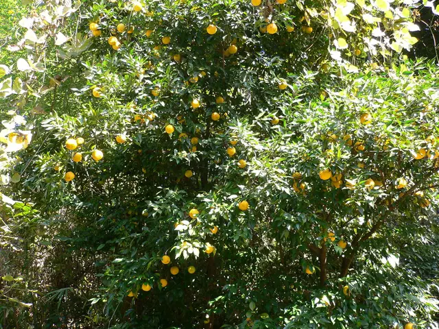 Guide for Cultivating Orange and Lemon Trees in the United Kingdom
