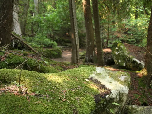 DIY Guide for Inexperienced Kokedama Enthusiasts