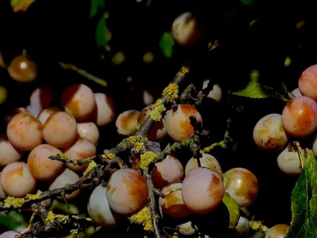 Guide to Nurturing a Plum Pit into a Bountiful Fruit-Bearing Plum Tree