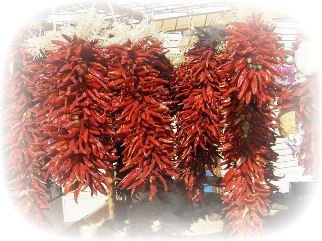 Methods for Cultivating Chillies