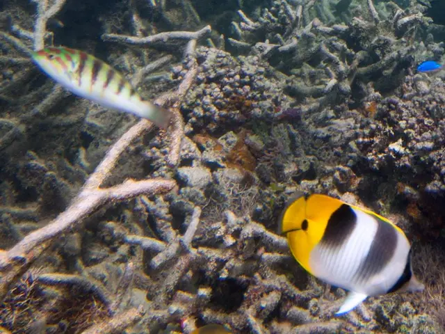 Caring for Cardinalfish: A Comprehensive Guide