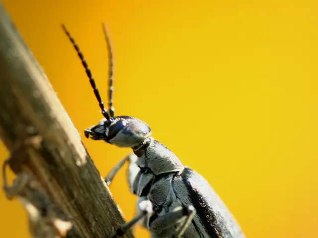Brown Hostas? Here's Your Solution Guide