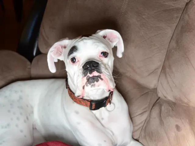 Guide to Eliminating Pets' Urine Stains from Car Seats