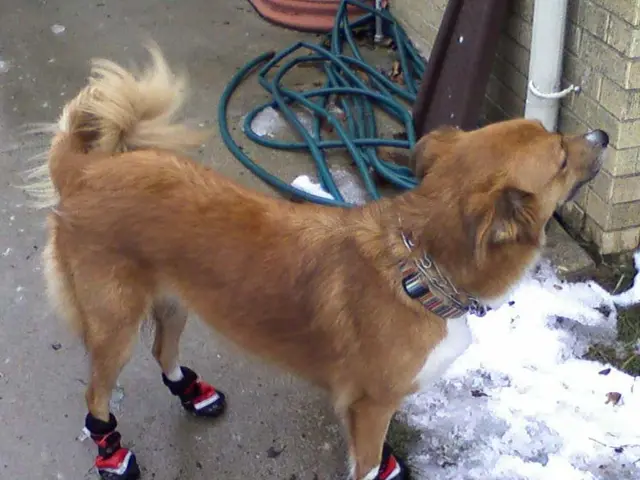 Guidance on Removing Canine Urine Stains from Metal Surfaces Effectively