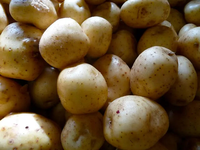 Guide for Growing Potatoes for Christmas Celebrations