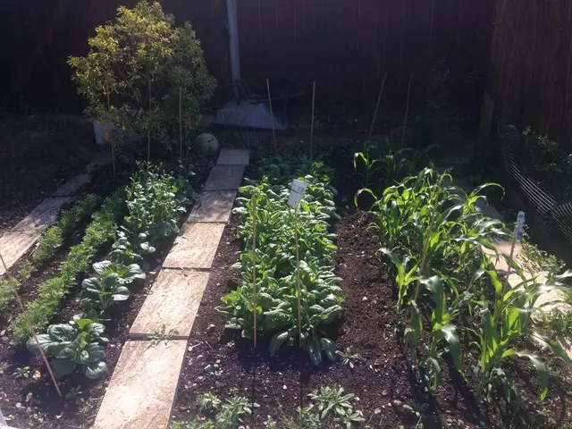 Impact of Soil Composition on Seed Sprouting and Plant Development