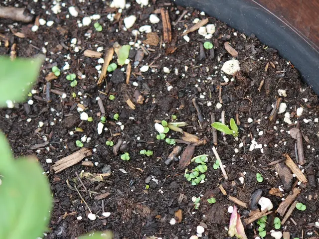 Unraveling the Grey Buckwheat Sulphur: Justification for Every Dairy Farmer's Concern over This...