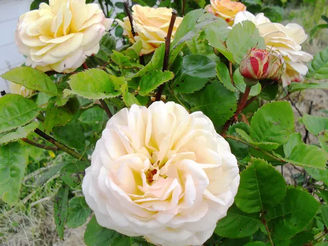 Decorative Native Grasses with Unique Flair: 7 Native Species for Structural Appeal and Stylish...