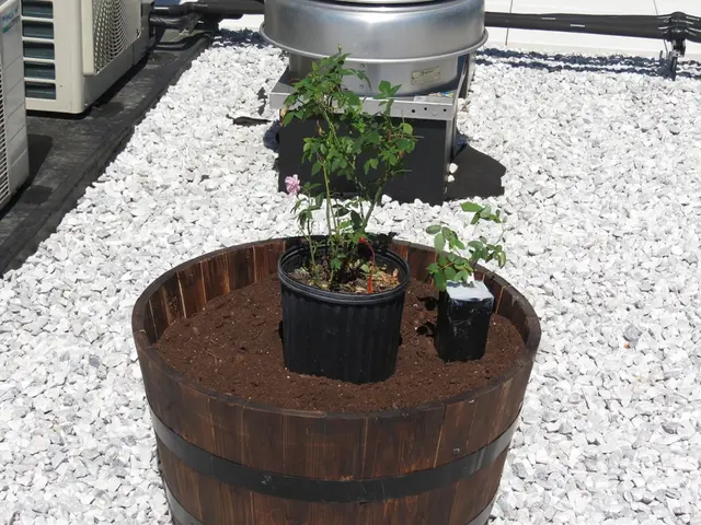 Isopods and Springtails in Terrariums: A Bioactive Blend 101 Guide