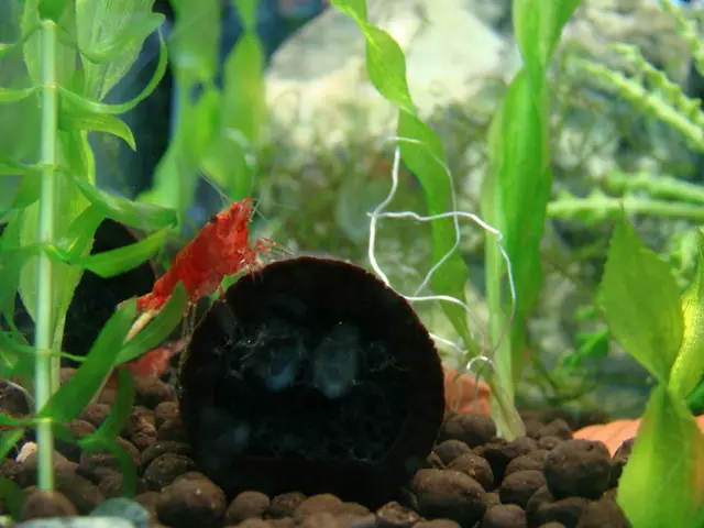 Crafting a Deceptive H2O for Artworks and Terrarium Building: An Insider Guide