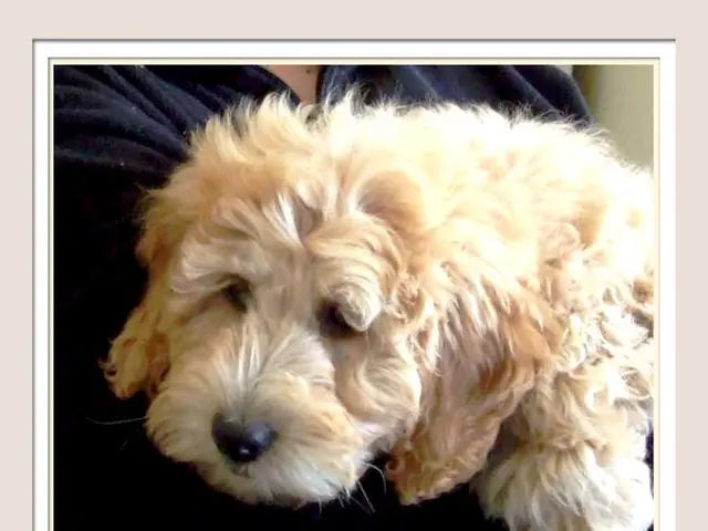 "What Suits Your Lifestyle Best? An In-depth Examination of Well-known Dog Breeds"