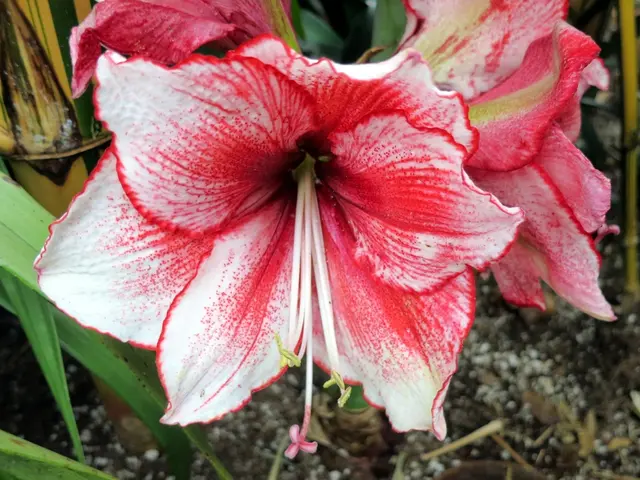 Top Picks for Flora Thriving in Heavy Soil