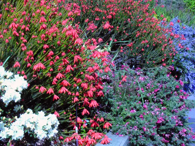 Enjoy Abundant Color from Vibrant Perennials: Discover 12 Top-Performing Perennial Blossoms for...