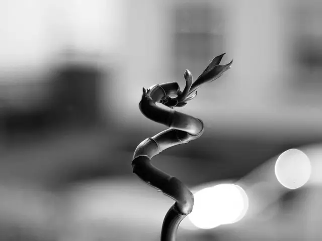 Guide for Succulent Propagation: Steps to Multiply Your House Plants