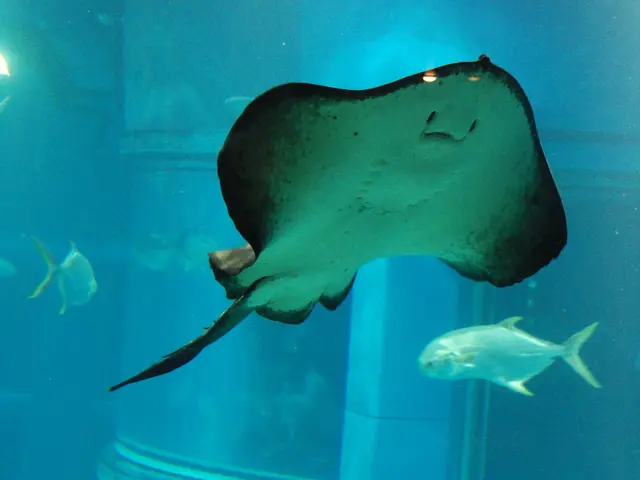 Insights on Loaches: Their Essential Facts and Characteristics