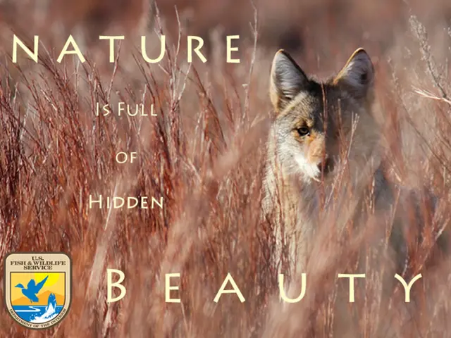 Eliminate Fox Urine Marks and Persistent Smells