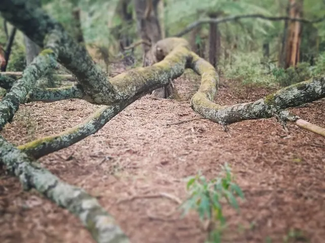 Minimum Soil Depth Needed for Successful Raised Garden Beds